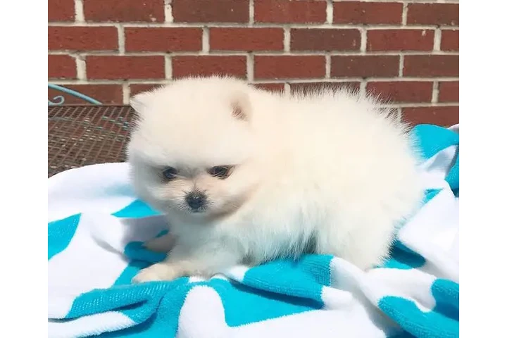 $400 : Camada de Pomerania image 2