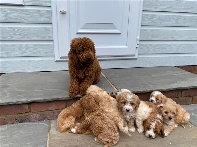 $250 : Cavapoo Puppies For Sale image 1