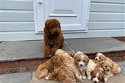 Cavapoo Puppies For Sale en Bakersfield