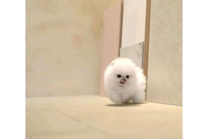 $300 : French bulldog and Pomeranian image 3