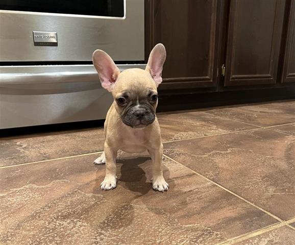 $350 : Frenchie Baby For Sale image 1