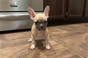 $350 : Frenchie Baby For Sale thumbnail