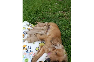 ADOPCION DE CACHORROS en Quito
