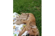 ADOPCION DE CACHORROS en Quito