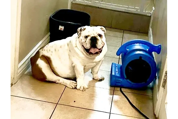 $1000 : english bulldog image 1