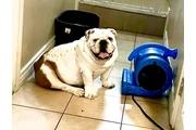 english bulldog en San Diego