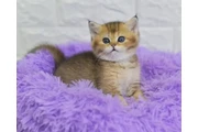 Shorthair Kittens Ready en San Jose
