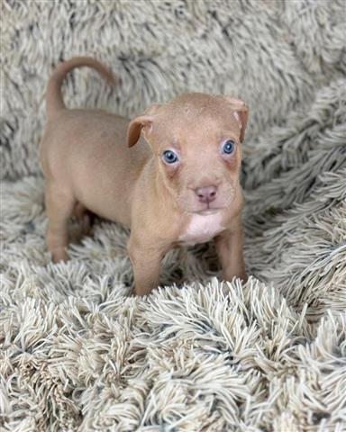 $400 : savage puppy for rehoming image 4