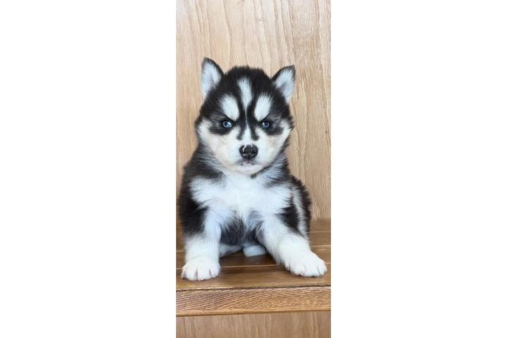 $400 : Siberian Husky Puppies image 5