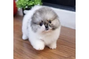 $500 : cachorros de pomerania thumbnail