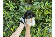 $599 : lindos MalShih thumbnail