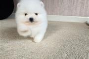 $360 : DOS POMERANIA HEMBRAS thumbnail