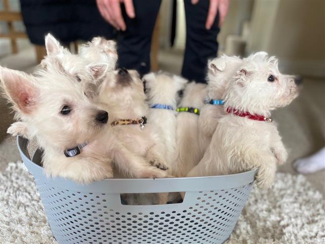 $550 : Highland White Terrier pups image 2