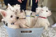 $550 : Highland White Terrier pups thumbnail