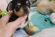 $250 : Cachorro Chihuahua thumbnail