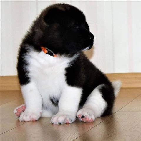 $700 : Akita puppies available for ad image 3