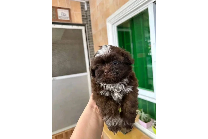 $350 : Cachorros Shihtzu en venta image 4