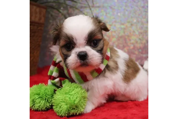 $350 : cachorros shih tzu image 2
