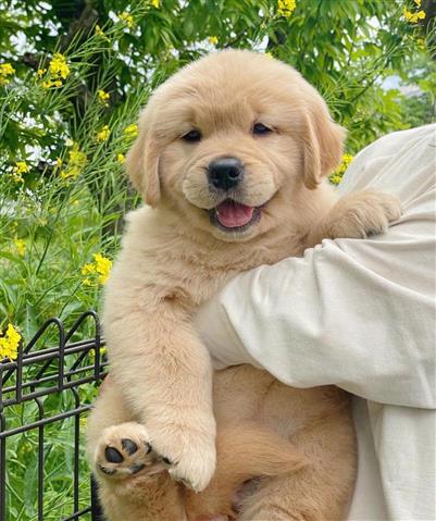 $600 : Golden Retriever Pup image 2