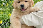 $600 : Golden Retriever Pup thumbnail