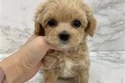 $400 : Poodle puppy for adoption thumbnail