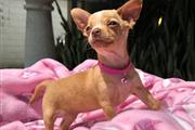 Cachorrita Chihuahua