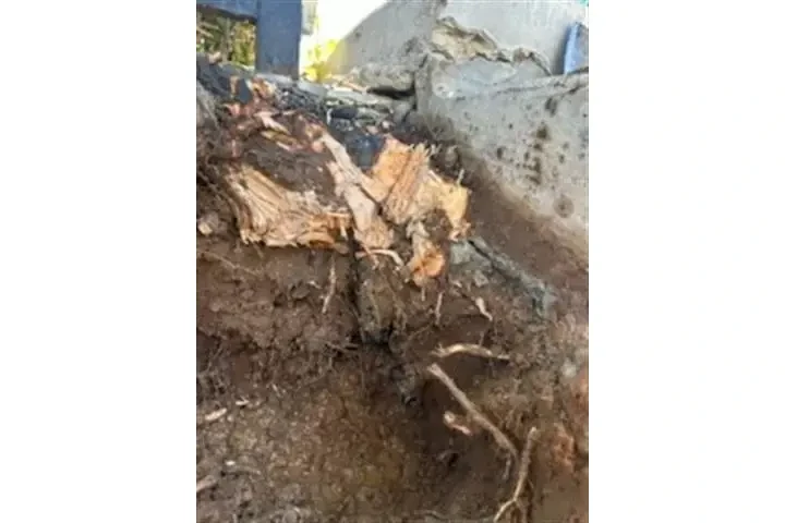🌳 Francisco Toc Landscaping image 2