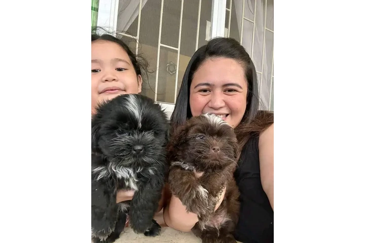 $350 : Cachorros Shihtzu en venta image 2