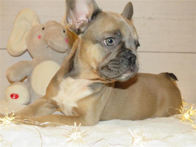 Frenchies image 1