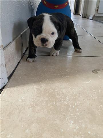 $800 : Inglés Bulldog image 2