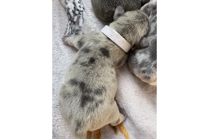 $1600 : Beautiful French Bulldog Pupps image 4