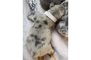 $1600 : Beautiful French Bulldog Pupps thumbnail