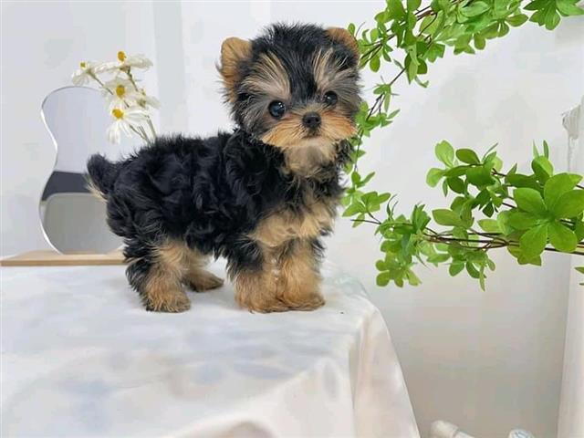 $120 : male and female yorkies pups image 3
