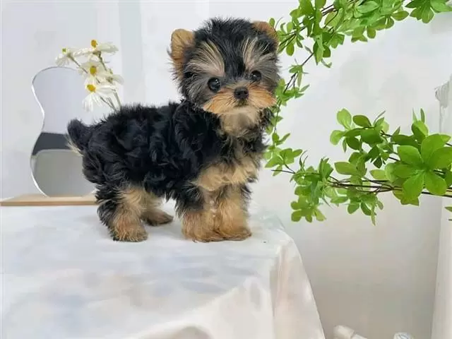 $120 : male and female yorkies pups image 3