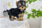 $120 : male and female yorkies pups thumbnail