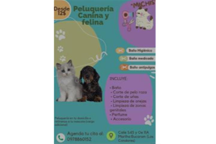 $12 : PELUQUERIA CANINA Y FELINA image 1