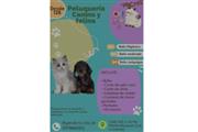 $12 : PELUQUERIA CANINA Y FELINA thumbnail