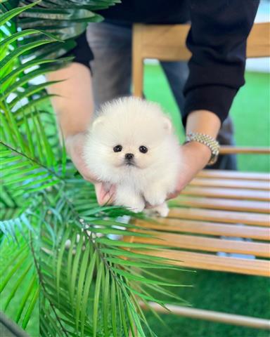 $250 : Pomeranians puppies image 1