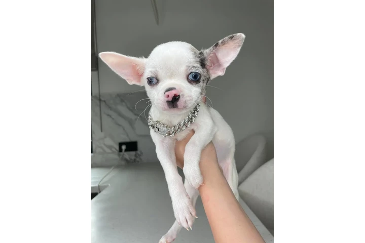 $300 : Teacup Chihuahua puppies image 8
