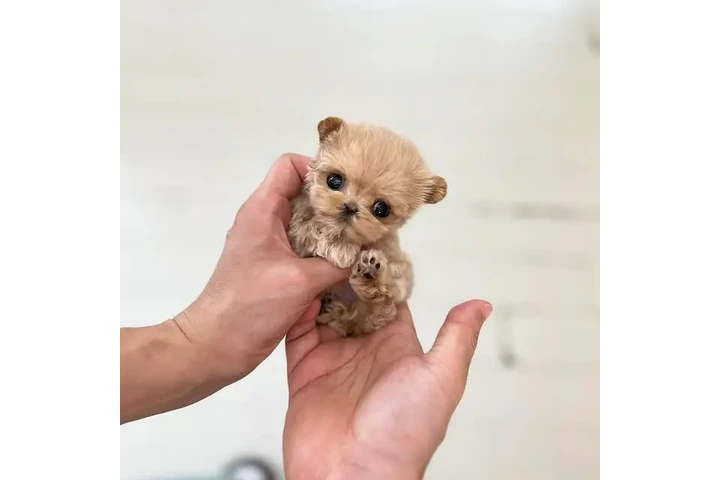 $350 : cachorros mini taza de té image 2