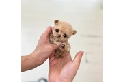 $350 : cachorros mini taza de té thumbnail