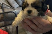 $280 : Lindos cachorros de Shih Tzu thumbnail