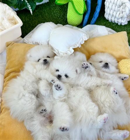 $410 : Teacup Pomeranians For Sale image 1