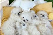 Teacup Pomeranians For Sale en Greenville