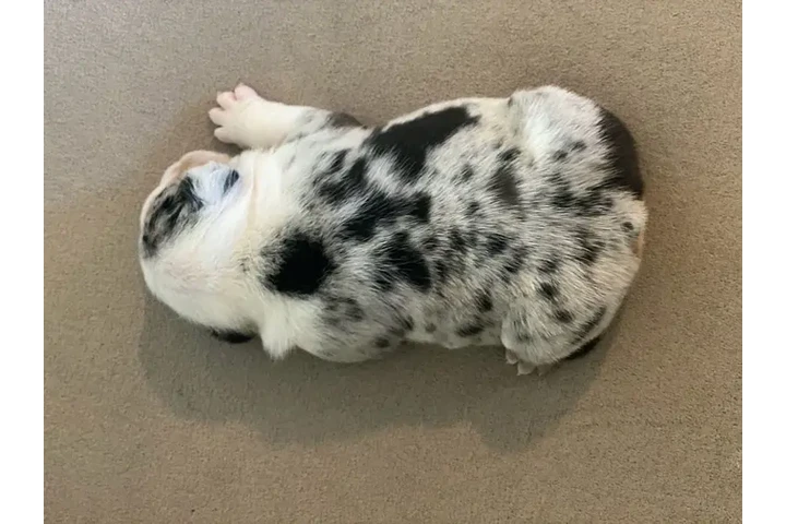 $350 : Cachorros Bulldog Inglés image 3