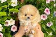 $350 : taza de té pomerania thumbnail