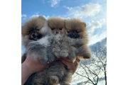 Lindos cachorros de pomerania en Fort Worth
