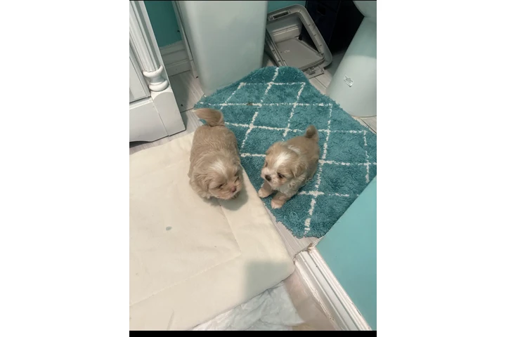 $300 : Malti poo puppies image 1