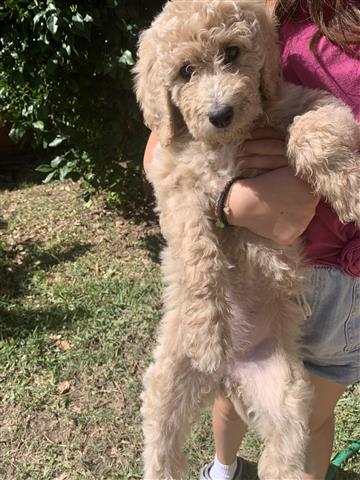 Standard Poodle image 4