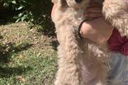 Standard Poodle thumbnail